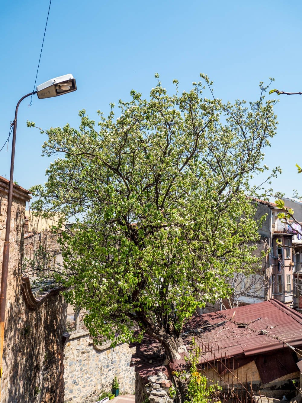 Kvedetre i grønn blomst i Fener / Balat, Istanbul