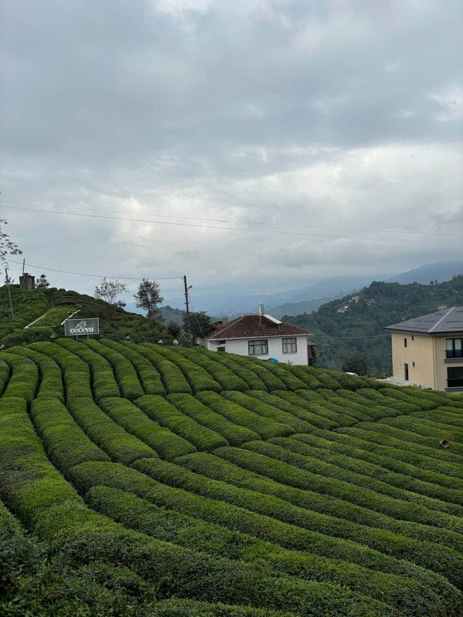 Scenic view of tea plantations in Rize, Türkiye under cloudy skies.